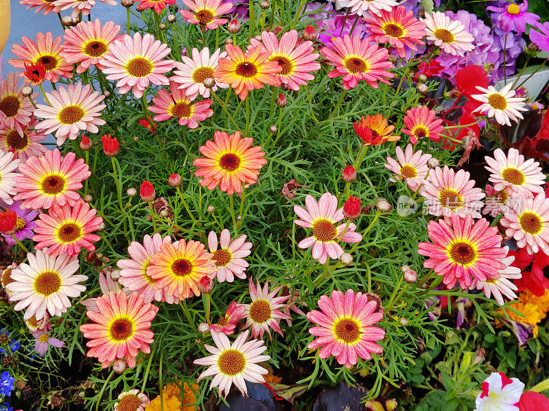 Argyranthemum frutescens